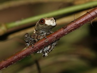 Pied Warted Treefrog  - Kui Buri NP