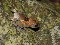 Pied Warted Treefrog  - Doi Tung