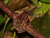 Red-bellied Frog  - Bala
