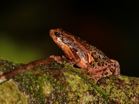 Red-bellied Frog  - Bala