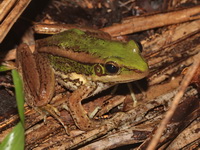 Red-eared Frog  - Baan Maka