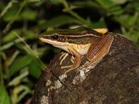 Red-eared Frog  - Khao Phanom Bencha NP