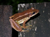 Red-eared Frog  - Thale Ban NP