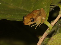 Red-eared Frog  - Baan Maka