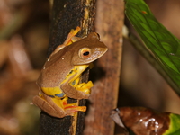 Red-webbed Treefrog  - Kaeng Krachan NP