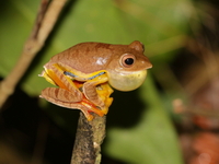 Red-webbed Treefrog  - Umphang WS