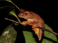 Red-webbed Treefrog  - Phu Kradueng NP