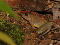 Rhinoceros Frog - female  - Bala