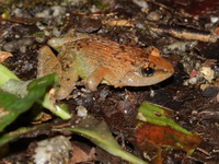 Rhinoceros Frog - female  - Bala