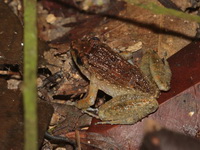 Rhinoceros Frog - female  - Bang Lang NP