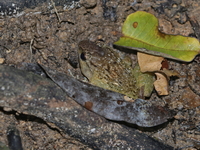 Rhinoceros Frog - male  - Bang Lang NP
