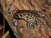 Rough-sided Frog  - Khao Banthad WS