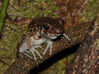 Rough-sided Frog  - Thale Ban NP