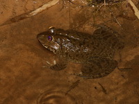Rugose Frog  - Kaeng Tana NP