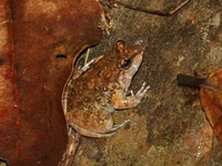 Savan Fanged Frog  - Kaeng Tana NP