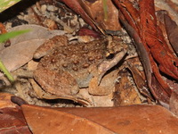 Savan Fanged Frog  - Phu Chong Na Yoi NP