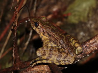 Schmacker's Frog  - Doi Inthanon NP