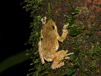 Serrate-legged Treefrog  - Doi Pha Hom Pok NP