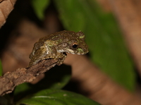 Serrate-legged Treefrog  - Doi Pha Hom Pok NP