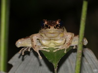 Siamese Cascade Frog  - Chaloem Rattanakasin NP
