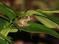 Siamese Cascade Frog  - Doi Saket
