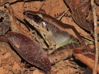 Siamese Cascade Frog  - Kui Buri NP