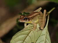 Siamese Cascade Frog  - Namtok Ngao NP