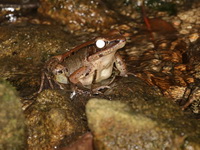 Smith's Frog - female  - Khao Soi Dao WS