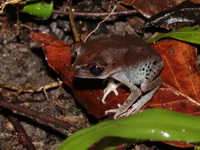 Smith's Litter Frog  - Thale Ban NP