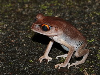 Smith's Litter Frog  - Thale Ban NP