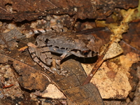 Speckle-bellied Litter Frog  - Doi Tung