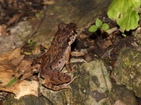 Speckle-bellied Litter Frog  - Doi Tung
