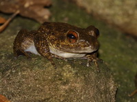 Spiny-breasted Frog - female  - Khao Soi Dao WS