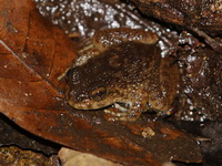 Spiny-breasted Frog - immature  - Khao Soi Dao WS