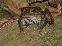 Spiny-breasted Frog - male  - Khao Soi Dao WS