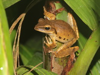 Spot-legged Treefrog  - Khao Soi Dao WS