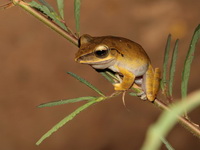 Spot-legged Treefrog  - Kui Buri NP