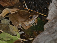 Spot-legged Treefrog  - Sai Yok NP