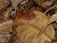 Spot-legged Treefrog  - Phu Thok
