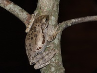 Spot-legged Treefrog  - Baan Maka