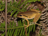 Spot-legged Treefrog  - Phu Kradueng NP