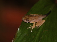 Spot-legged Treefrog  - Kaeng Krachan NP