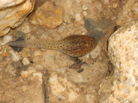 Spotted Litter Frog - tadpole  - Pha Dam