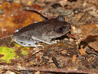 Spotted Litter Frog  - Pha Dam