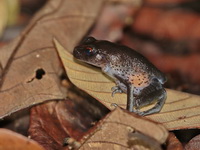 Spotted Litter Frog  - Bang Lang NP