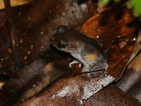Spotted Litter Frog  - Bang Lang NP