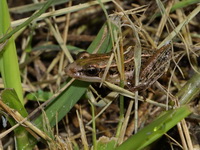 Stripe-backed Frog  - Phu Langka NP