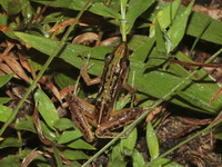 Stripe-backed Frog  - Phu Kradueng NP