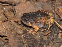 Striped Burrowing Frog - juvenile  - Sai Yok NP