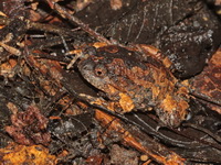 Striped Burrowing Frog - juvenile  - Baan Maka